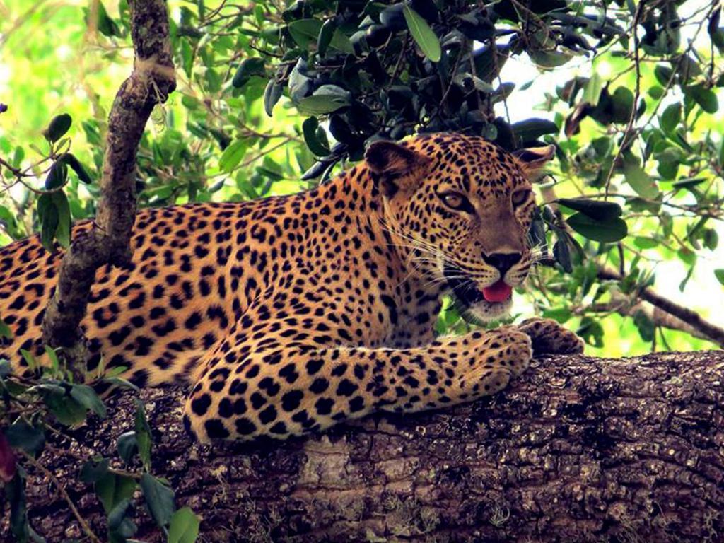 Mahoora - By Eco Team Campsite Yala